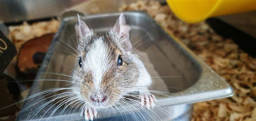 Effektiv bekæmpelse af rotter