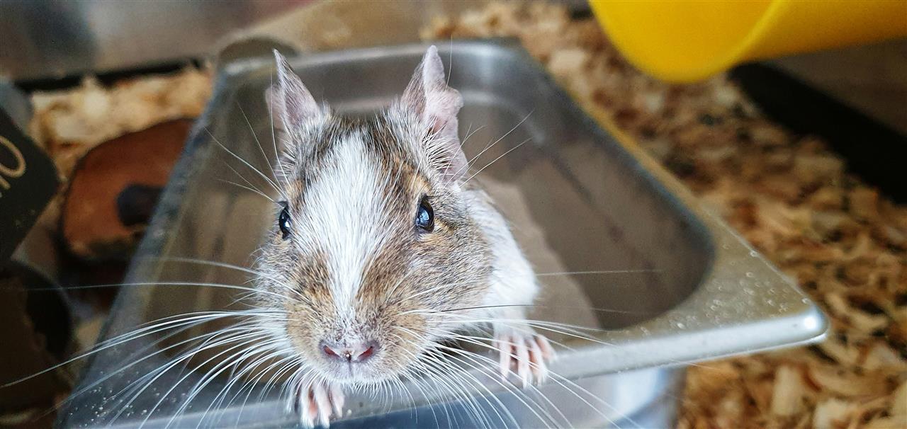 Effektiv bekæmpelse af rotter